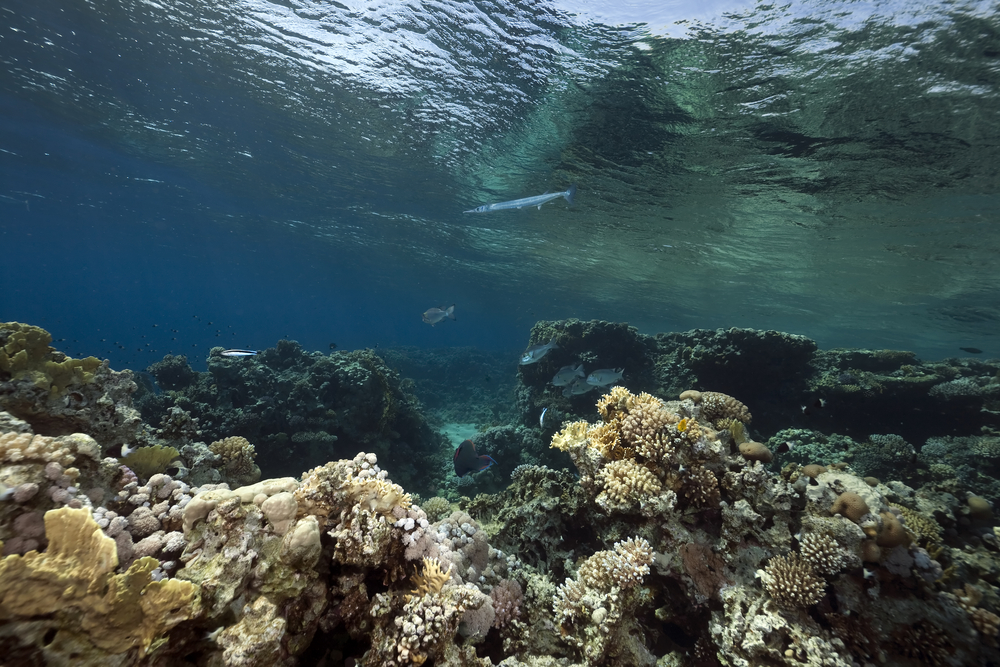 Diving in the depths of Papua New Guinea